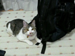 写真�J