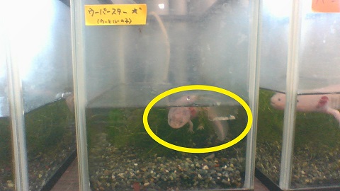 あいうえお