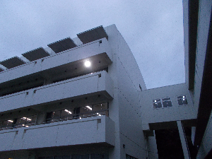 たんぽぽ
